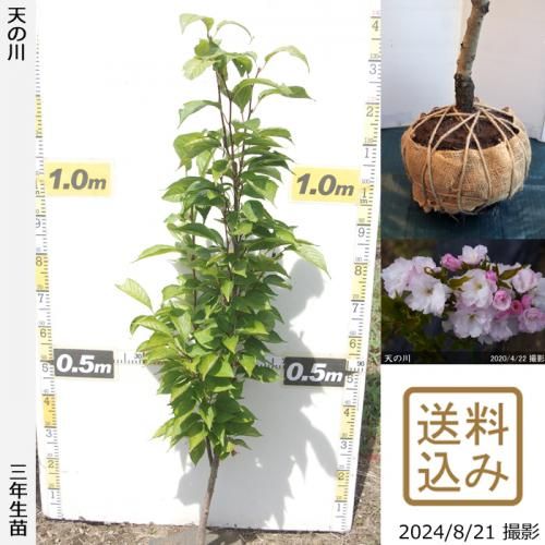 園芸事典 新装版 松本正雄 他 （園芸学 園芸用語 農業 農学部