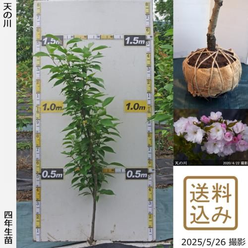 <img class='new_mark_img1' src='https://img.shop-pro.jp/img/new/icons14.gif' style='border:none;display:inline;margin:0px;padding:0px;width:auto;' />2025ǯͽʡġ()ŷ(ޥΥ)[Ϸ 2022ǯ:M]