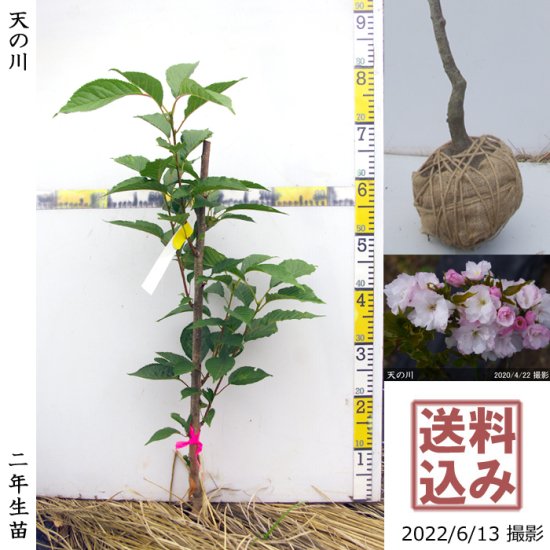 サクラ(桜) 天の川(アマノガワ)[二年生苗]- 果樹苗・大苗・苗木販売の隅田農園@京都亀岡