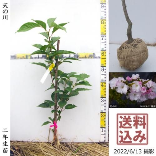 サクラ 桜 天の川 アマノガワ 二年生苗 果樹苗 大苗 苗木販売の隅田農園 京都亀岡 サクラ 桜 天の川 アマノガワ 二年生苗 果樹苗 大苗 苗木販売の隅田農園 京都亀岡