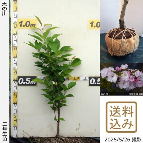 2025ǯͽʡ2ǯġ()ŷ(ޥΥ)[Ϸ 2024ǯ:M]