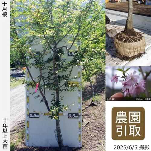 <img class='new_mark_img1' src='https://img.shop-pro.jp/img/new/icons14.gif' style='border:none;display:inline;margin:0px;padding:0px;width:auto;' />2025ǯͽʡġ()(奦ĥ)[Ϸ 2016ǯ:3L(high)]Τ