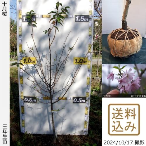 2022年に接ぎ木した2年生苗 - 果樹苗・大苗・苗木販売の隅田農園