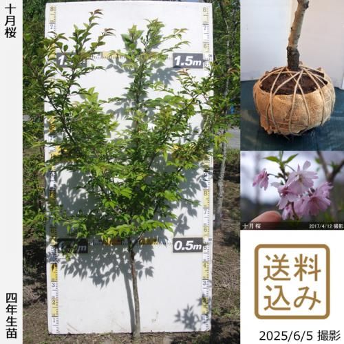 <img class='new_mark_img1' src='https://img.shop-pro.jp/img/new/icons14.gif' style='border:none;display:inline;margin:0px;padding:0px;width:auto;' />2025ǯͽʡġ()(奦ĥ)[Ϸ 2022ǯ:M]