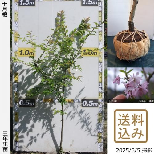 クロトン苗木 10本セット 約70〜90cm Amazon.co.jp: 植木 - 種・苗: DIY・工具・ガーデン