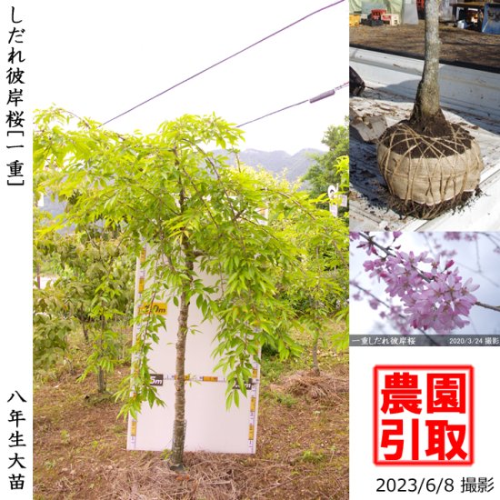 サクラ 桜 八重 しだれ彼岸桜 しだれヒガンザクラ 大苗 果樹苗 大苗 苗木販売の隅田農園 京都丹波