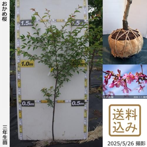 <img class='new_mark_img1' src='https://img.shop-pro.jp/img/new/icons14.gif' style='border:none;display:inline;margin:0px;padding:0px;width:auto;' />2025ǯͽʡ3ǯġ()[Ϸ 2023ǯ:M]