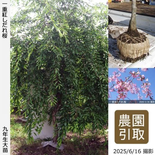 <img class='new_mark_img1' src='https://img.shop-pro.jp/img/new/icons14.gif' style='border:none;display:inline;margin:0px;padding:0px;width:auto;' />2025ǯͽʡġ() ŹȤ[Ϸ 2017ǯ:8L(high)]Τ