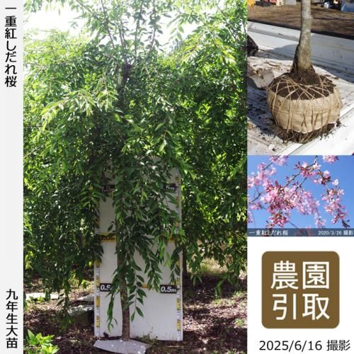 <img class='new_mark_img1' src='https://img.shop-pro.jp/img/new/icons14.gif' style='border:none;display:inline;margin:0px;padding:0px;width:auto;' />2025ǯͽʡġ() ŹȤ[Ϸ 2017ǯ:7L(high)]Τ