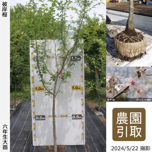 ͽʡȯġ() ߺ(ҥ󥶥)[Ϸ 2019ǯ:LL]緿