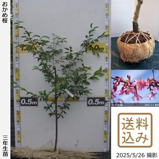 【2025年度予約商品】3年生