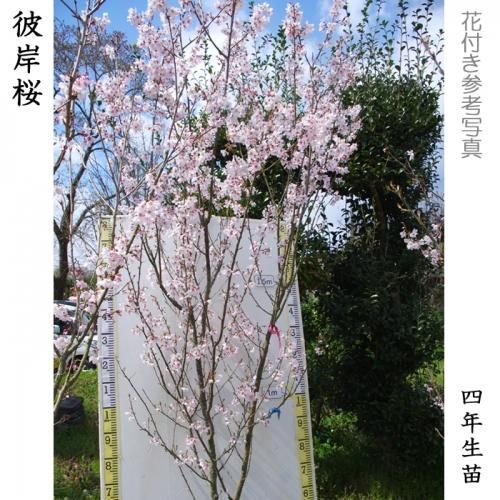 【2025年度予約商品】3年生