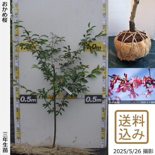 <img class='new_mark_img1' src='https://img.shop-pro.jp/img/new/icons14.gif' style='border:none;display:inline;margin:0px;padding:0px;width:auto;' />2025ǯͽʡ3ǯġ()[Ϸ 2023ǯ:S]
