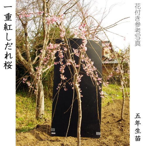 サクラ(桜) 一重紅しだれ桜(ヒトエベニシダレザクラ)地掘大苗 - 果樹苗