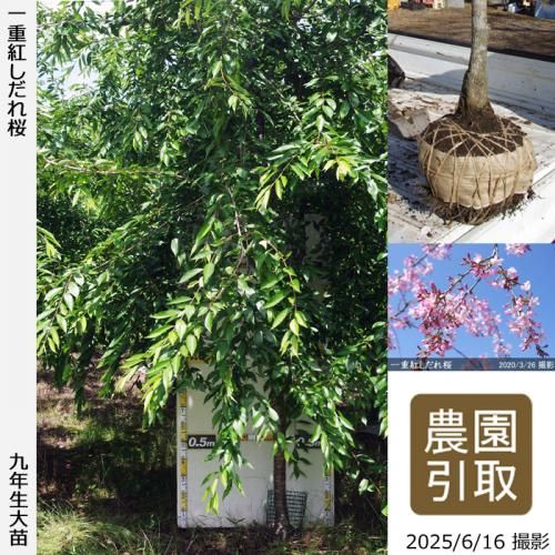 <img class='new_mark_img1' src='https://img.shop-pro.jp/img/new/icons14.gif' style='border:none;display:inline;margin:0px;padding:0px;width:auto;' />2025ǯͽʡġ() ŹȤ[Ϸ 2017ǯ:6L(high)]Τ