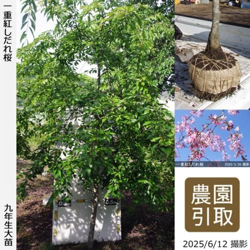 <img class='new_mark_img1' src='https://img.shop-pro.jp/img/new/icons14.gif' style='border:none;display:inline;margin:0px;padding:0px;width:auto;' />2025ǯͽʡġ() ŹȤ[Ϸ 2017ǯ:5L(high)]Τ