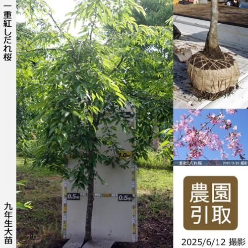 <img class='new_mark_img1' src='https://img.shop-pro.jp/img/new/icons14.gif' style='border:none;display:inline;margin:0px;padding:0px;width:auto;' />2025ǯͽʡġ() ŹȤ[Ϸ 2017ǯ:4L(high)]Τ