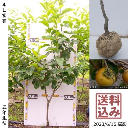 関山八重桜 サクラ 桜 しだれ桜の大苗 果樹苗 大苗 苗木販売の隅田農園 京都丹波 関山八重桜 サクラ 桜 しだれ桜の大苗 果樹苗 大苗 苗木販売の隅田農園 京都丹波