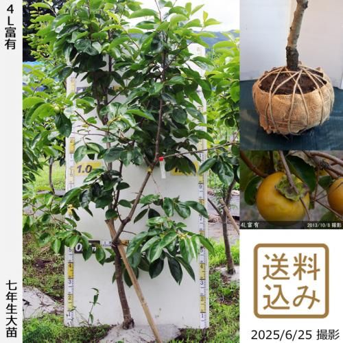 <img class='new_mark_img1' src='https://img.shop-pro.jp/img/new/icons14.gif' style='border:none;display:inline;margin:0px;padding:0px;width:auto;' />2025ǯͽʡġ(ų) 4Lͭ(դ椦)[Ϸ 2019ǯ:LL]ռӡ緿