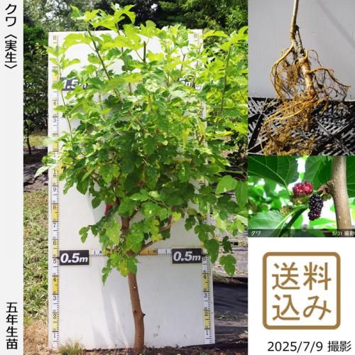 <img class='new_mark_img1' src='https://img.shop-pro.jp/img/new/icons14.gif' style='border:none;display:inline;margin:0px;padding:0px;width:auto;' />2025ǯͽʡġ()[դ뤤 2021ǯ:3L]緿