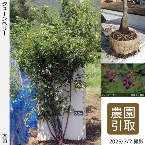 <img class='new_mark_img1' src='https://img.shop-pro.jp/img/new/icons20.gif' style='border:none;display:inline;margin:0px;padding:0px;width:auto;' />ͽʡġ塼٥꡼ ʼ()[Ϸ:5L]ռӡΤߡҺ߸˸¤
