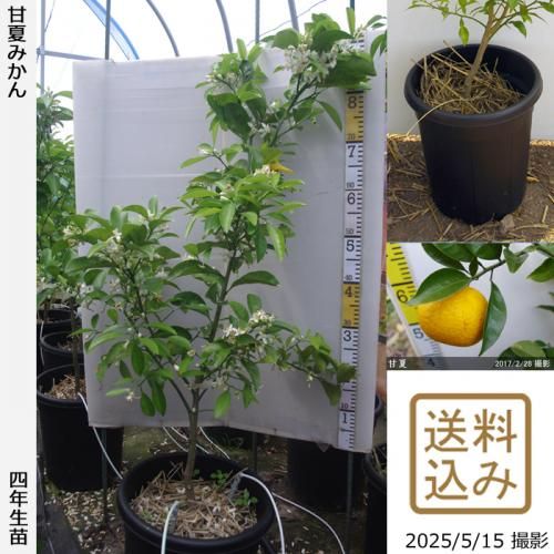 実付き実績あり 収穫が楽しみな苗木 - 果樹苗・大苗・苗木販売の
