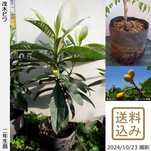 ġӥ() ڤӤ[Ϸ 2015ǯ:3L]ռӡΤߢ辰ꢡ