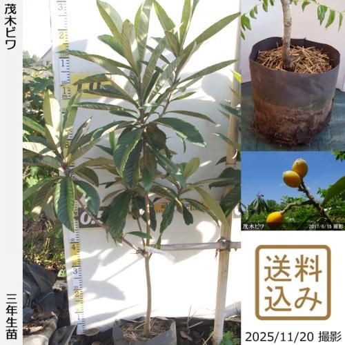 ڽ缡в3ǯġӥ() ڤӤ[ݥå 2023ǯ:M]