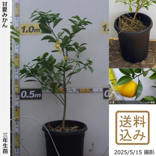 <img class='new_mark_img1' src='https://img.shop-pro.jp/img/new/icons14.gif' style='border:none;display:inline;margin:0px;padding:0px;width:auto;' />¨ȯǽۡԻѡڥॷﳲ3ǯġ ŲƤߤ[̼ȭ 2023ǯ:M]