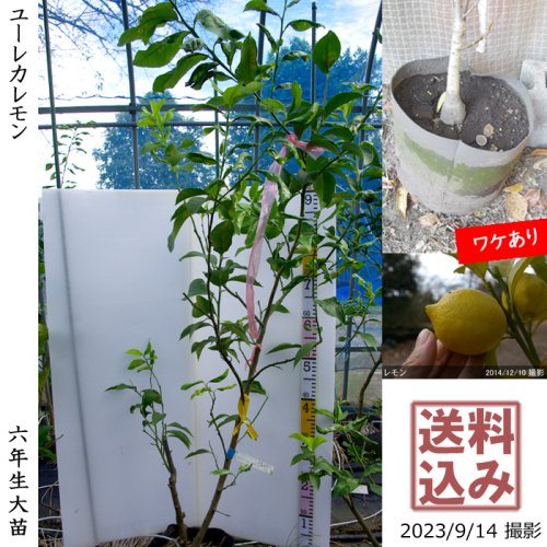 レモン大苗木 - 植物/観葉植物