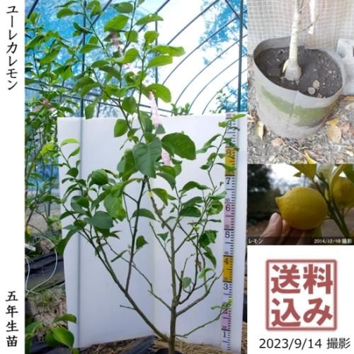 【受付出荷停止中】◇農薬不使用