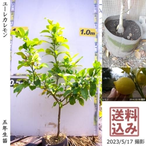 【受付出荷停止中】◇農薬不使用