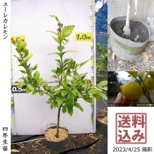【受付出荷停止中】◇農薬不使用