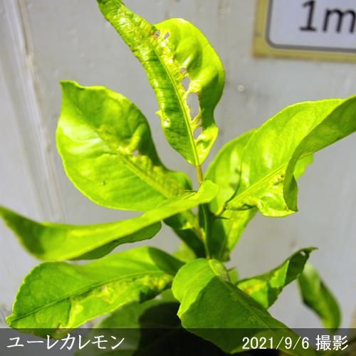 【受付出荷停止中】◇農薬不使用