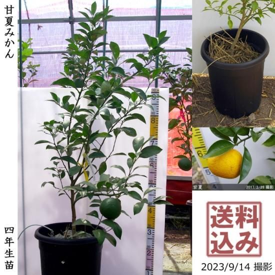 【順次出荷中】◇農薬不使用【エ