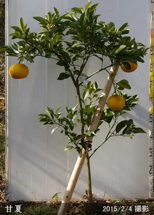 【順次出荷中】◇農薬不使用【エ