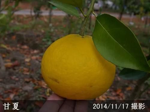 【順次出荷中】◇農薬不使用【エ