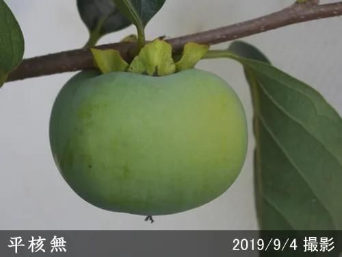 【2025年度予約商品】大苗◇