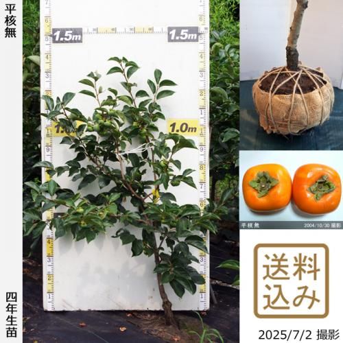 30,000円 - 果樹苗木・成木通販の 特等大苗専門店 すだ農園@京都亀岡