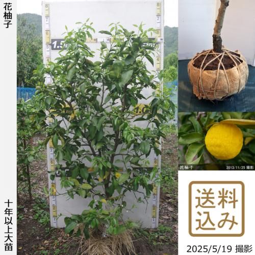 <img class='new_mark_img1' src='https://img.shop-pro.jp/img/new/icons14.gif' style='border:none;display:inline;margin:0px;padding:0px;width:auto;' />ڽ缡вۡԻѡڥॷﳲġ ͮ(ϥʥ桦֥楺)[Ϸ 2011ǯ:M]ռӡ󤷺Ѣ