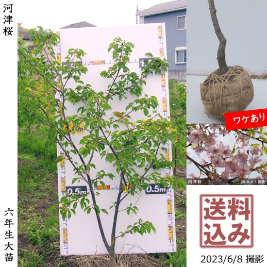 サクラ 桜 河津桜 カワヅザクラ 地掘大苗 果樹苗 大苗 苗木販売の隅田農園 京都亀岡