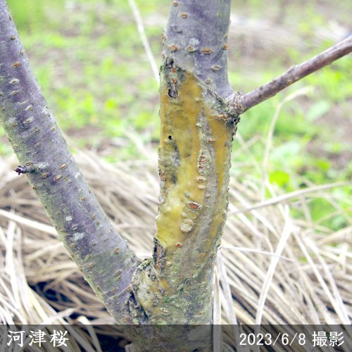 サクラ 桜 河津桜 カワヅザクラ 地掘大苗 果樹苗 大苗 苗木販売の隅田農園 京都亀岡