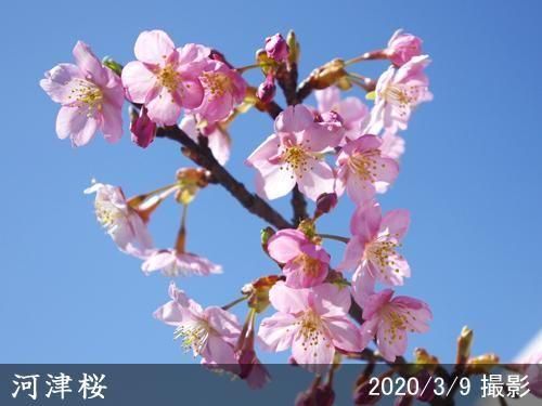 【2025年度予約商品】大苗◇