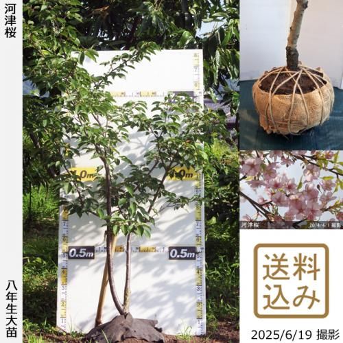 <img class='new_mark_img1' src='https://img.shop-pro.jp/img/new/icons14.gif' style='border:none;display:inline;margin:0px;padding:0px;width:auto;' />2025ǯͽʡġ() ź(ť)[Ϸ 2018ǯ:LL]緿