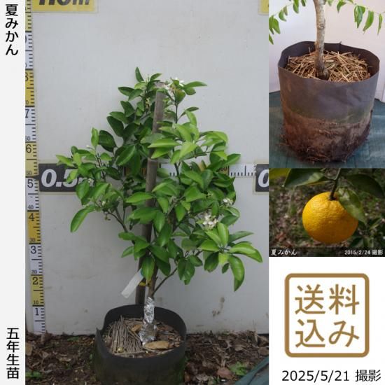 【順次出荷中】◇農薬不使用【エ