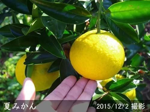 【2025年度予約商品】◇農薬