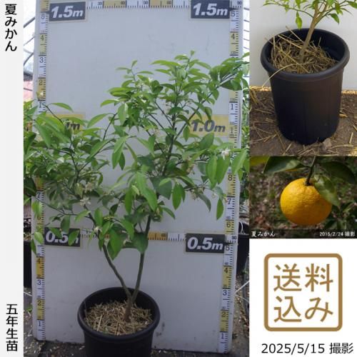 <img class='new_mark_img1' src='https://img.shop-pro.jp/img/new/icons14.gif' style='border:none;display:inline;margin:0px;padding:0px;width:auto;' />¨ȯǽġ Ƥߤ[̼ȭ 2021ǯ:M]