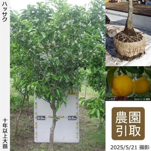 ڽ缡ۡԻѡڥॷﳲġ ϥå(Ȭ)[Ϸ 2012ǯ:3L]ռӡΤ