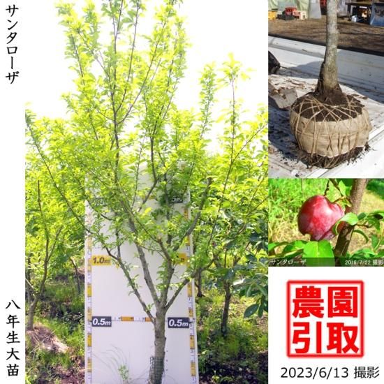 スモモ 李 プラム サンタローザの地掘大苗 果樹苗 大苗 苗木販売の隅田農園 京都亀岡