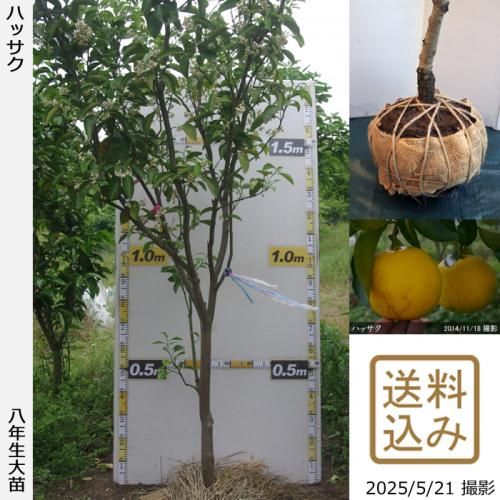 ڽ缡вۡԻѡڥॷﳲġ ϥå(Ȭ)[Ϸ 2018ǯ:3L]緿آ󤷺
